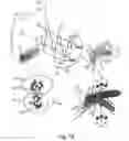 Fig. 07 - Method and device for producing electromagnetic fields that influence the nervous system of insects
