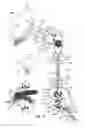 Fig. 08 - Method and device for producing electromagnetic fields that influence the nervous system of insects