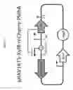 Fig. 02 - Altering microbial populations and modifying microbiota