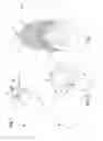 Fig. 02 - Brush for the application of cosmetic products