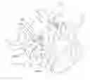 Fig. 01 - Device and method for reinforcement of a facet