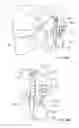 Fig. 08 - Apparatus for spinal fixation and methods of use