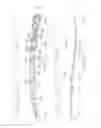 Fig. 08 - Periprosthetic bone plates