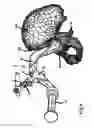 Fig. 06 - Set of instruments for the implantation of an acetabular prosthesis