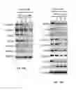 Fig. 28 - Methods for treating cancer with RORγ inhibitors