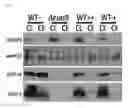 Fig. 08 - Compositions and methods for inhibiting bacterial growth