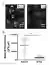 Fig. 09 - Compositions and methods for inhibiting bacterial growth