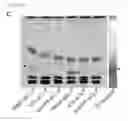 Fig. 19 - Compositions and methods for inhibiting bacterial growth