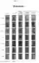 Fig. 06 - Pharmaceutical composition for preventing or treating inflammatory diseases, containing as active ingredient