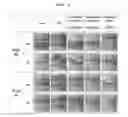 Fig. 09 - Pharmaceutical composition for preventing or treating inflammatory diseases, containing as active ingredient