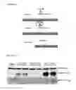 Fig. 02 - Vaccines with CD40 ligand as an adjuvant