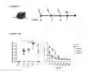 Fig. 03 - Vaccines with CD40 ligand as an adjuvant
