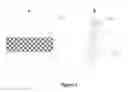 Fig. 02 - MULTIFUNCTIONAL COMPOSITE SKIN OR WOUND DRESSING AS REGENERATIVE SKIN SUBSTITUTE