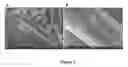 Fig. 03 - MULTIFUNCTIONAL COMPOSITE SKIN OR WOUND DRESSING AS REGENERATIVE SKIN SUBSTITUTE