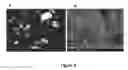 Fig. 09 - MULTIFUNCTIONAL COMPOSITE SKIN OR WOUND DRESSING AS REGENERATIVE SKIN SUBSTITUTE