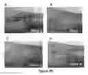 Fig. 29 - MULTIFUNCTIONAL COMPOSITE SKIN OR WOUND DRESSING AS REGENERATIVE SKIN SUBSTITUTE