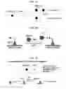 Fig. 02 - Adhesive peptide and use therefor