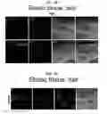 Fig. 06 - Adhesive peptide and use therefor