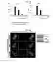 Fig. 08 - Adhesive peptide and use therefor