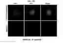 Fig. 10 - Adhesive peptide and use therefor