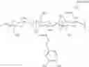 Fig. 16 - Hemostatic injection needle coated with crosslinked chitosan having catechol group and oxidized catechol group