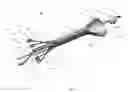 Fig. 10 - Brachytherapy Applicator