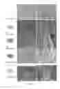 Fig. 06 - CONTROLLED-ORIENTATION FILMS AND NANOCOMPOSITES INCLUDING NANOTUBES OR OTHER NANOSTRUCTURES
