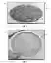 Fig. 02 - Date tree leaflet-based flaky lost circulation material