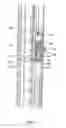 Fig. 09 - Passive door bolt assembly