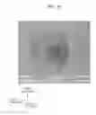 Fig. 11 - Asymmetric lighting lens, lighting lens array, and lighting apparatus therewith