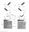 Fig. 01 - Image synthesizer and a method for synthesizing an image