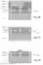 Fig. 12 - Integrated circuit having a plurality of active layers and method of fabricating the same