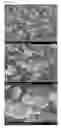 Fig. 02 - Negative electrode active material and method of preparing the same
