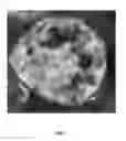Fig. 07 - Method for preparing organic coating porous granules for fish feed or assorted feed aid using blood of livestock and clay minerals