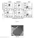 Fig. 07 - Platelet-like proteo-microparticles and method of using such in drug delivery