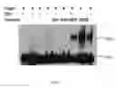 Fig. 06 - Use of atpenin to activate innate immunity