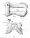 Fig. 02 - Saddles with eccentric or interchangeable saddle horn assemblies