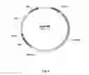 Fig. 04 - Use of physiological cooling active ingredients, and agents containing such active ingredients