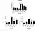 Fig. 12 - Antibodies that bind interleukin-2 and uses thereof