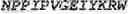 Fig. 10 - Fusion proteins comprising an anti-CD40 antibody and HIV antigenic peptides