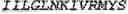 Fig. 11 - Fusion proteins comprising an anti-CD40 antibody and HIV antigenic peptides