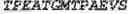 Fig. 125 - Fusion proteins comprising an anti-CD40 antibody and HIV antigenic peptides