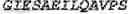 Fig. 135 - Fusion proteins comprising an anti-CD40 antibody and HIV antigenic peptides