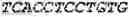 Fig. 233 - Fusion proteins comprising an anti-CD40 antibody and HIV antigenic peptides