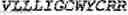 Fig. 37 - Fusion proteins comprising an anti-CD40 antibody and HIV antigenic peptides