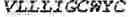 Fig. 56 - Fusion proteins comprising an anti-CD40 antibody and HIV antigenic peptides