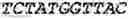Fig. 63 - Fusion proteins comprising an anti-CD40 antibody and HIV antigenic peptides