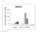 Fig. 28 - Method for producing pluripotent stem cells