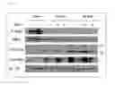 Fig. 43 - Method for producing pluripotent stem cells