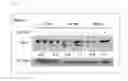 Fig. 46 - Method for producing pluripotent stem cells